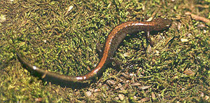 Red-backed salamanders feed on a large variety of invertebrates.
