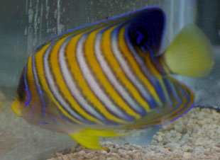 The regal angelfish is one of the larger angelfish The regal angelfish is one of the larger angelfish