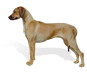the Ridgeback is devoted and affectionate to his master, reserved with strangers
