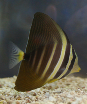 Sailfin tang can grow to over 15 inches