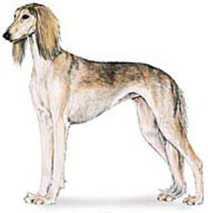  whole appearance of the saluki should give an impression of grace and symmetry