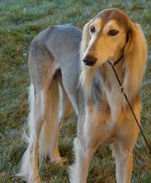 The saluki