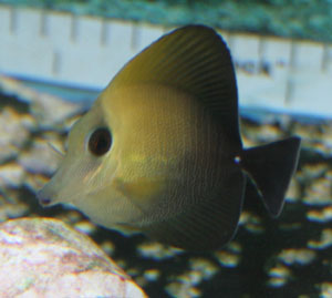 The scopas tang is a pretty hardy fish to maintain.