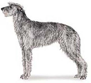 A Deerhound should resemble a rough-coated Greyhound of larger size and bone