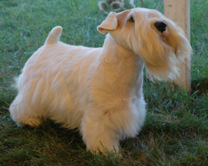 The Sealyham terrier should be the embodiment of power and determination