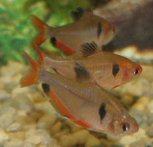 The common serpae tetra has a classic tetra body