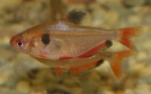 Serpae tetra in general can be kept with most other species Serpae tetra in general can be kept with most other species