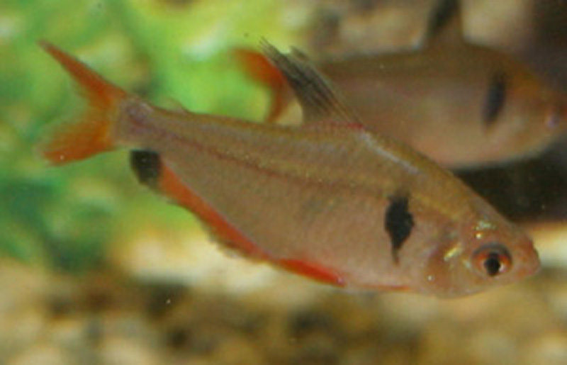 serpae tetra