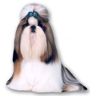 The Shih Tzu is a sturdy, lively, alert toy dog with long flowing double coat.