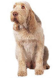 The profile of the Spinone is unique to this breed. 