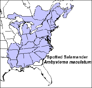 Spotted salamanders are common in bottomland forests near floodplains