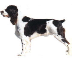 English springer spaniels are high energy dogs and excellent hunters