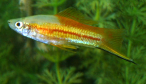 The Swordtail comes from Mexico and Guatemala