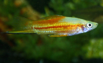 Swordtails are active fish and often chase other smaller fish