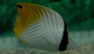 Threadfin butterflyfish are not reef safe