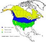 canada goose territory range map