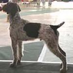 The German Wirehaired Pointer is a well muscled, medium sized dog