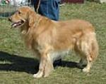 The golden retriever is currently the second most popular breed in the USA