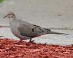 Mourning Doves are light gray and brownish and generally muted in color