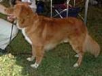  The Nova Scotia Duck Tolling Retriever is the smallest of the retrievers