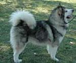 alaskan malamute one of the oldest Arctic sled dogs, is a powerful and substantially built dog