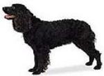The American Water Spaniel was developed in the United States as an all-around hunting dog