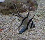 banggai cardinalfish grow to about three inches