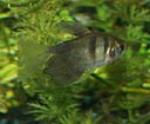  Black tetras are small and peaceful