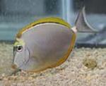 Naso tang will eat micro-algae and macro-algae and browse on live rock.