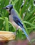 Blue Jays reside over a very large area of the eastern side of North America