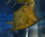 Cowfish