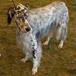 The english setter is an elegant, substantial and symmetrical gun dog