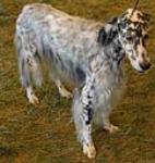 english setters are an excellent all around upland bird dog