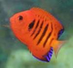 Flame angelfish in general can be kept with small non-aggressive fish