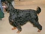 The Gordon Setter is a good-sized, sturdily built, black and tan dog