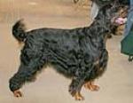 The grodon setter is the largest of the setter breed