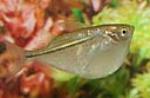 The common hatchetfish has a convex body.