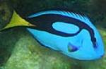 The regal tang is a pretty hardy fish to maintain.