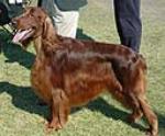 The Irish Setter is an active, aristocratic bird dog, rich red in color