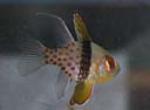 p\cardinalfish in general are easy to maintain