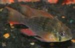 The ram cichlid comes from Venezuela and Columbia.