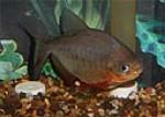 Red Pacu