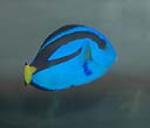 Blue hippo tangs grow to about 12 inches