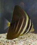 Sailfin tang can grow to over 15 inches