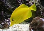 Yellow Tang