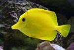 yellow tang eat a varied diet but like vegitable matter