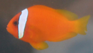 As it matures the tomato clownfish may become aggressive