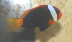 Tomato clownfish are from the pacific ocean region