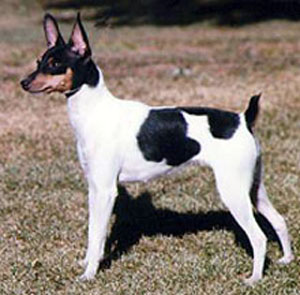 As a terrier, the Toy Fox Terrier possesses keen intelligence, courage, and animation. 