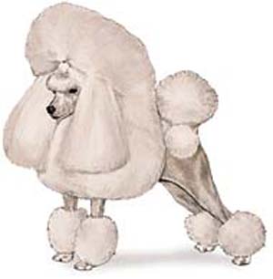 The Toy Poodle is 10 inches or under at the highest point of the shoulders.